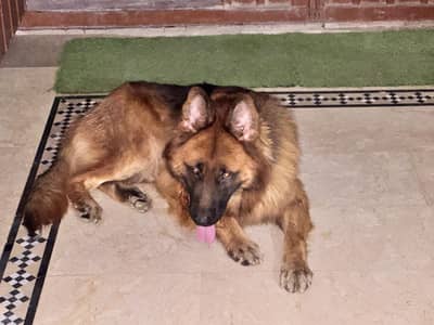 German Shepard male long coat