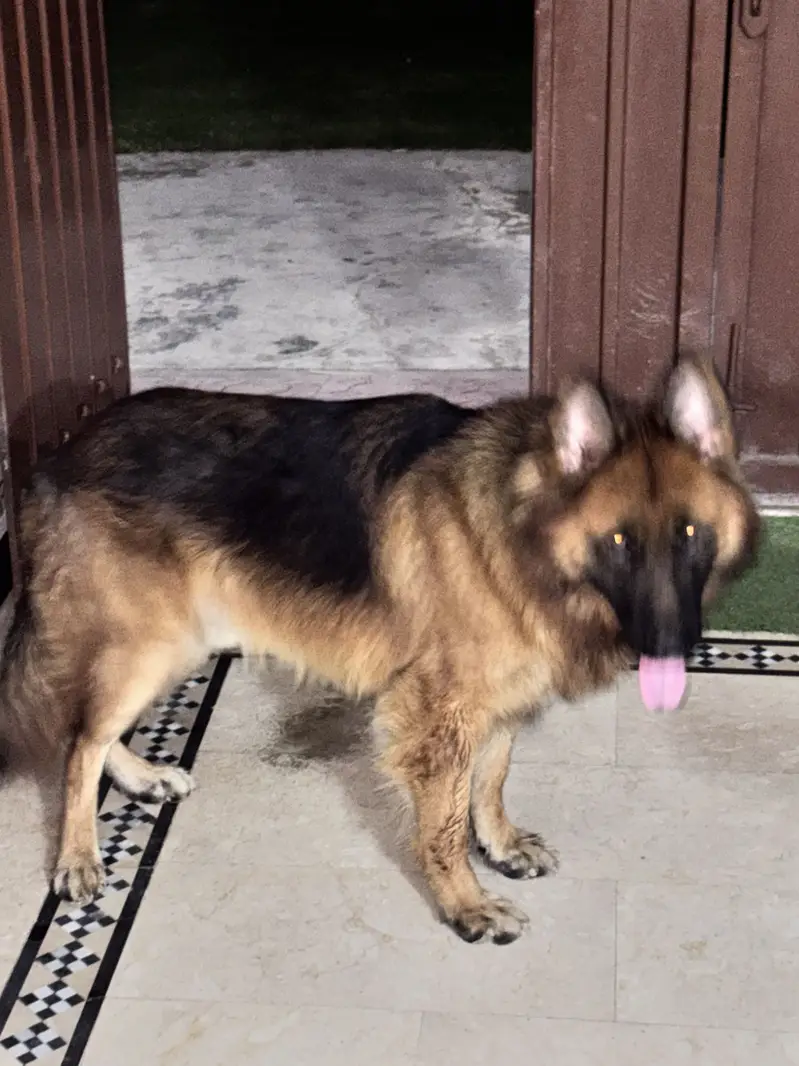 German Shepard male long coat — photo 2