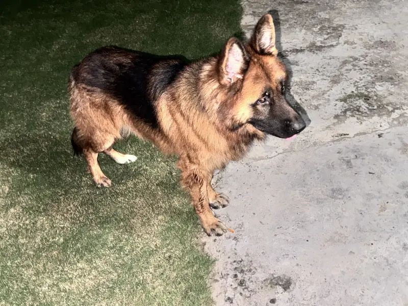 German Shepard male long coat — photo 3