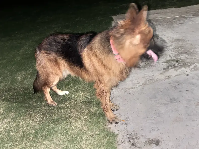 German Shepard male long coat — photo 4