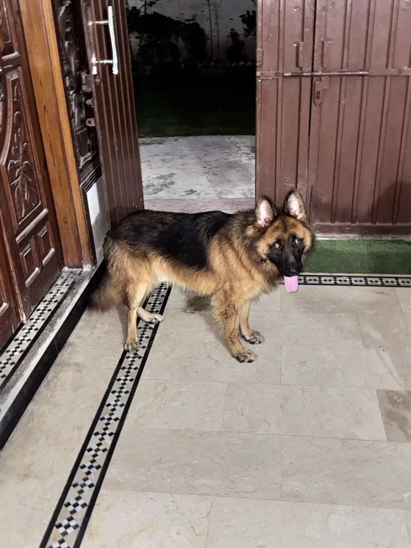 German Shepard male long coat — photo 5