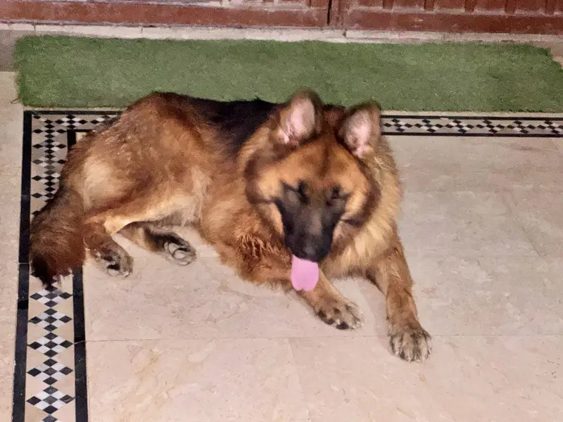 German Shepard male long coat — photo 6