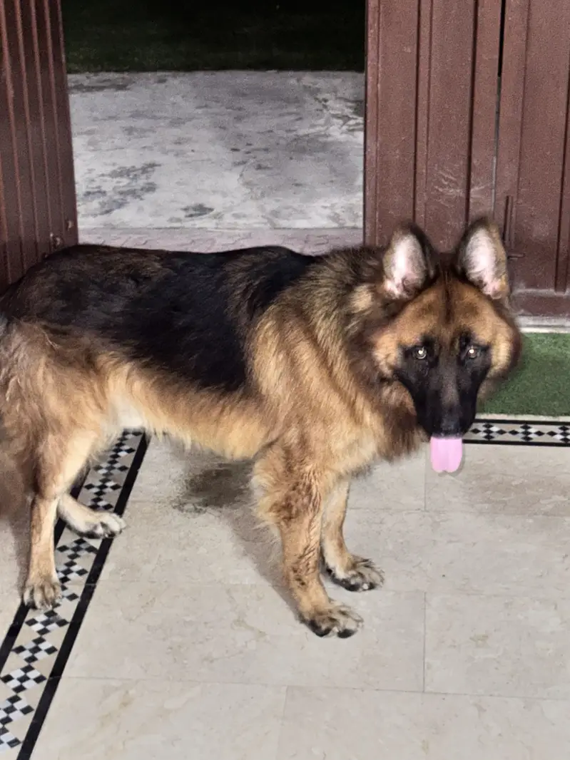 German Shepard male long coat — photo 7