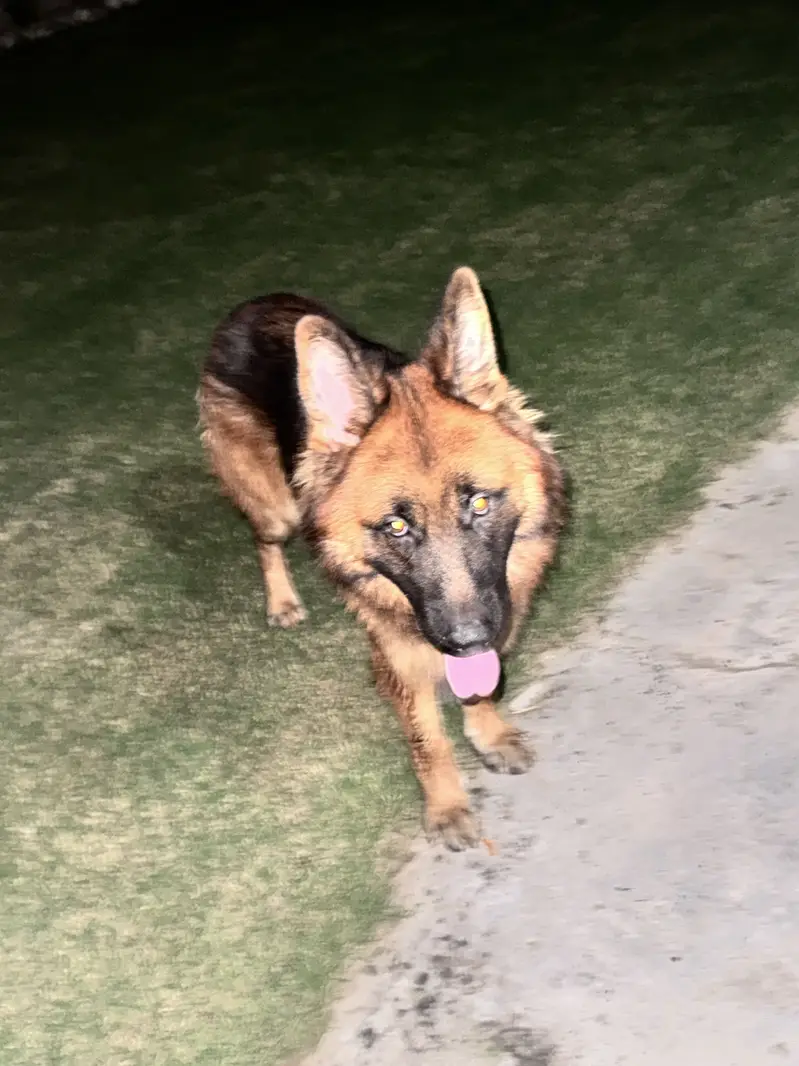 German Shepard male long coat — photo 8