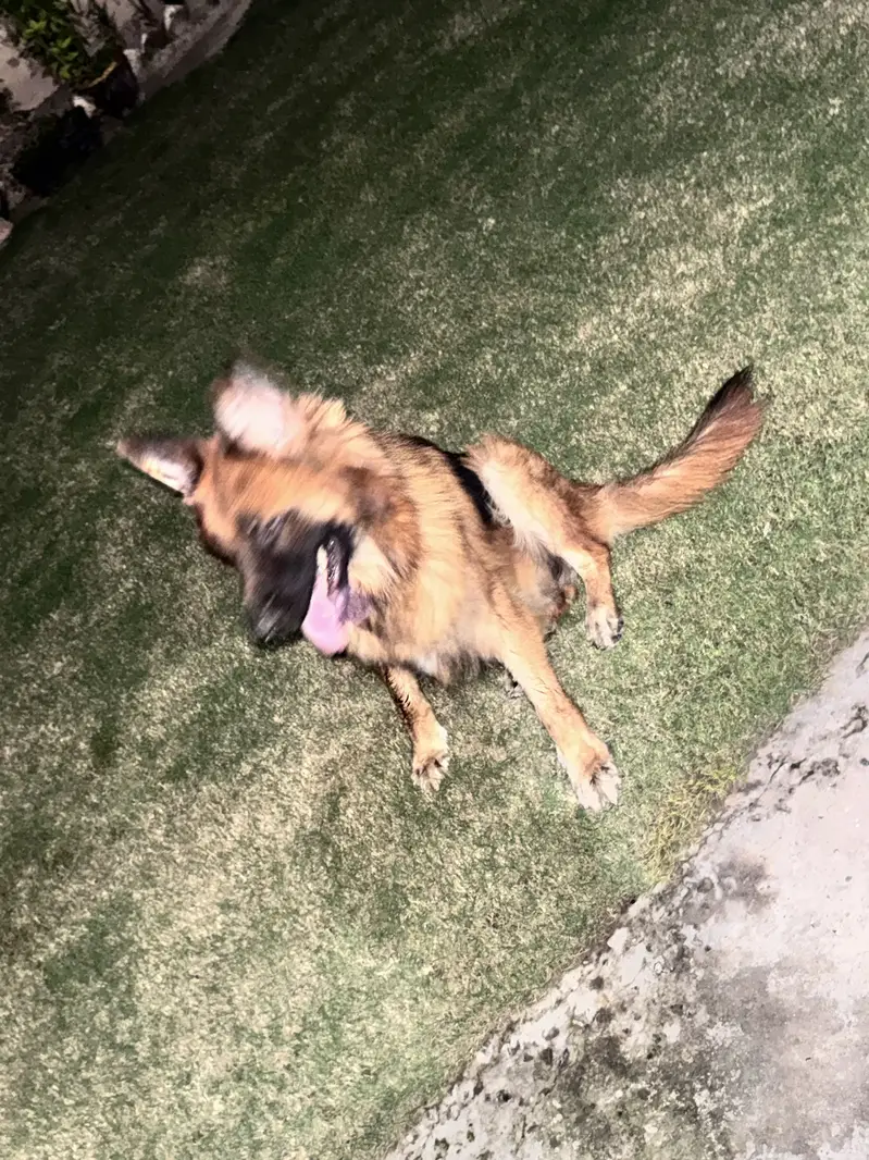 German Shepard male long coat — photo 9
