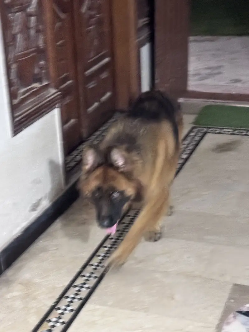 German Shepard male long coat — photo 10