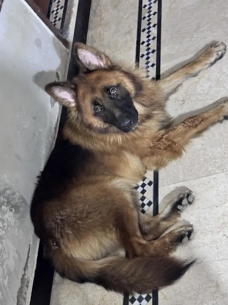German Shepard male long coat — photo 11