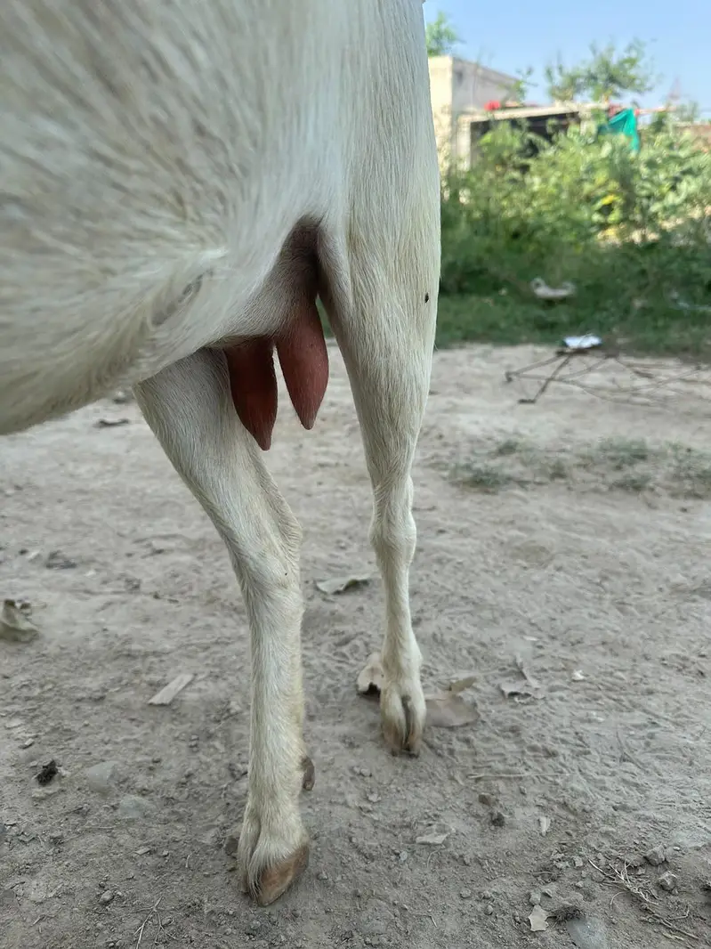 gulabi teddy female or bachy — photo 6
