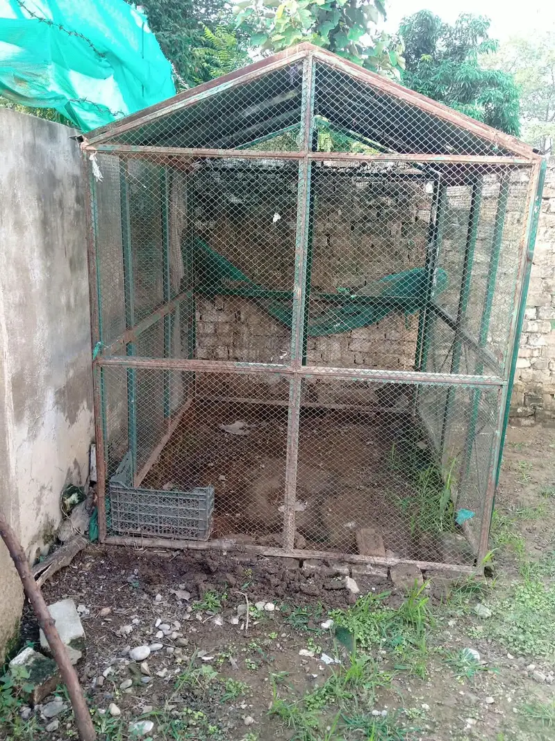 Heavy-Duty 6×6×5 ft Iron Chicken / Bird Cage for Sale — photo 2