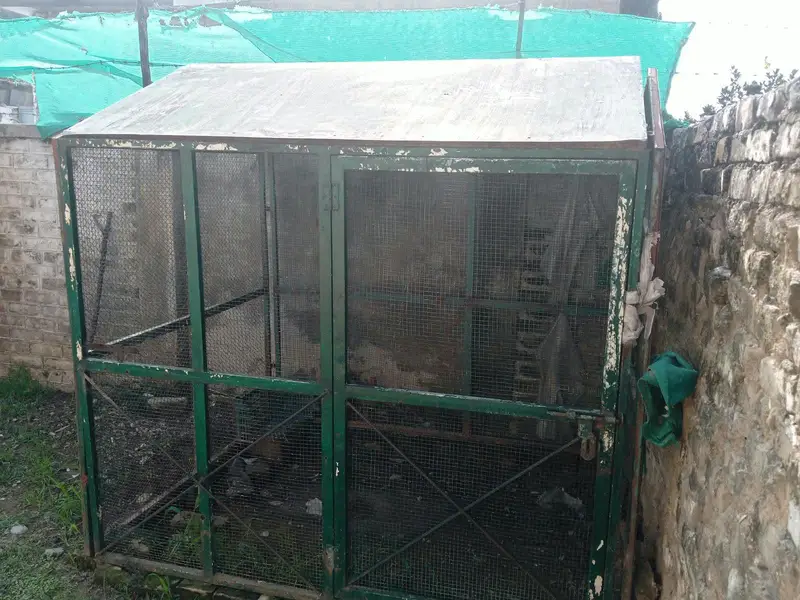 Heavy-Duty 6×6×5 ft Iron Chicken / Bird Cage for Sale — photo 3