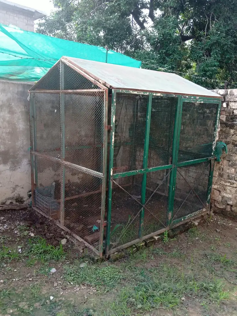 Heavy-Duty 6×6×5 ft Iron Chicken / Bird Cage for Sale — photo 4