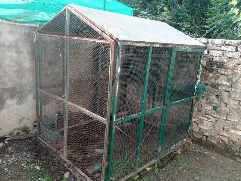 Heavy-Duty 6×6×5 ft Iron Chicken / Bird Cage for Sale — photo 5
