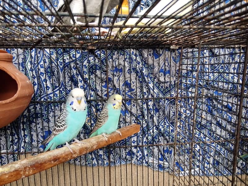 All breader pair 2