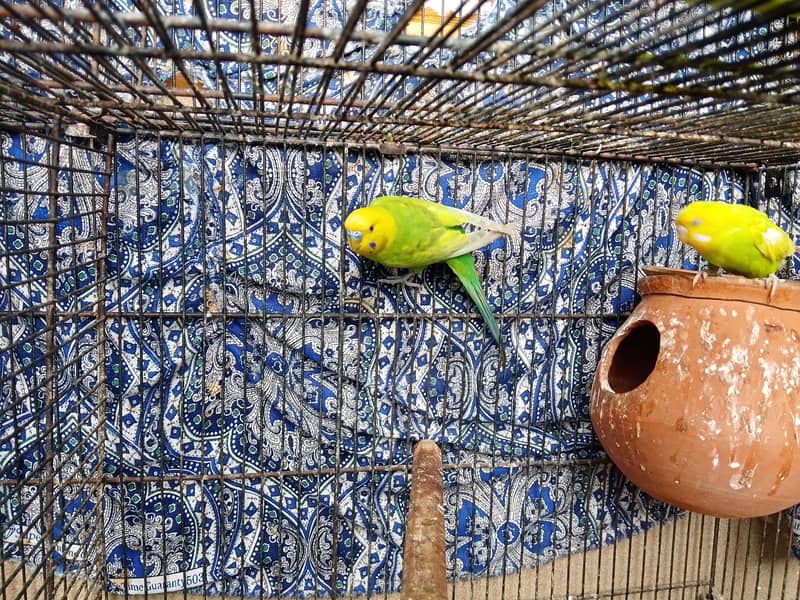 All breader pair 3