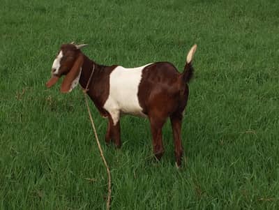 desh bakrrya for sale 2nd