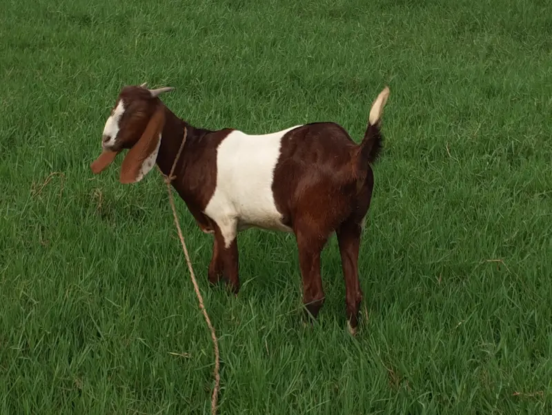 desh bakrrya for sale 2nd