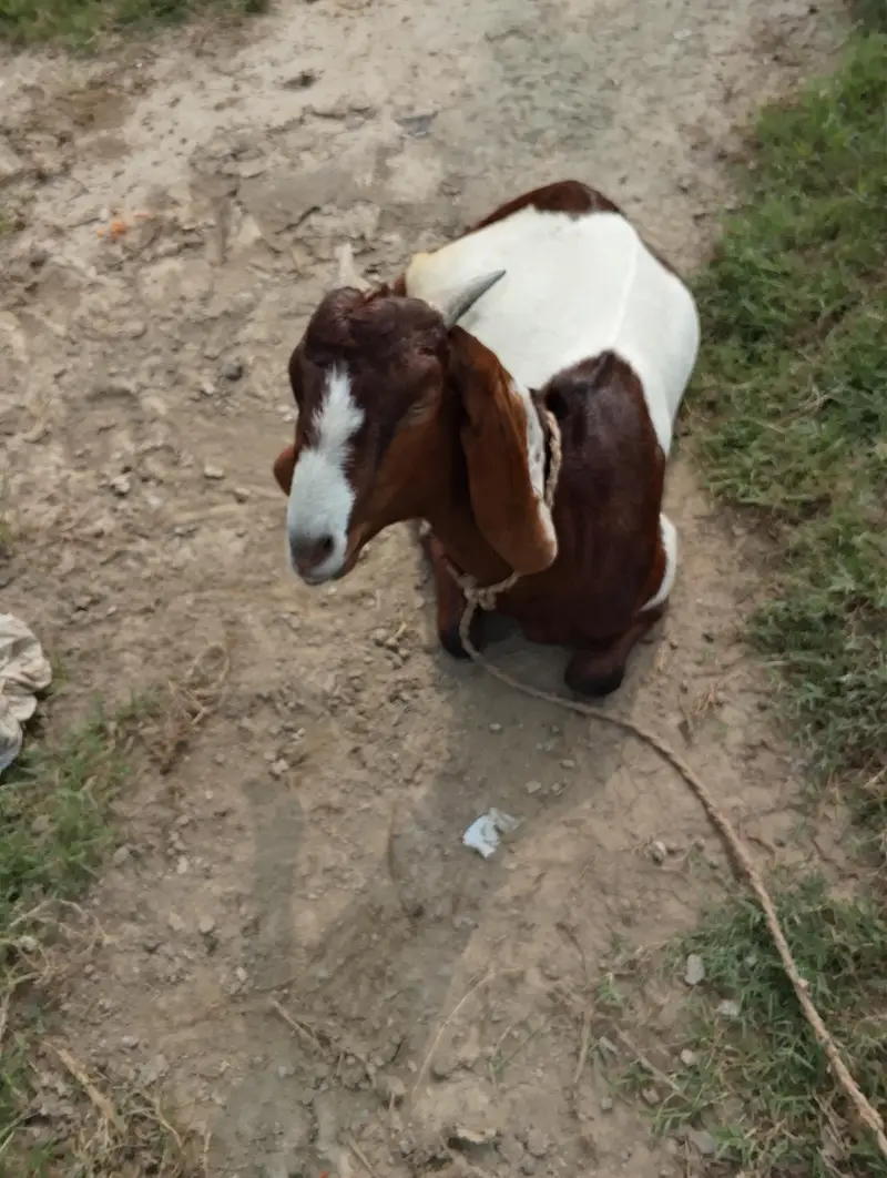 desh bakrrya for sale 2nd — photo 4