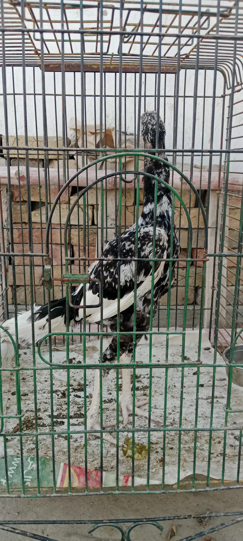 heera cross mianwali aseel — photo 3