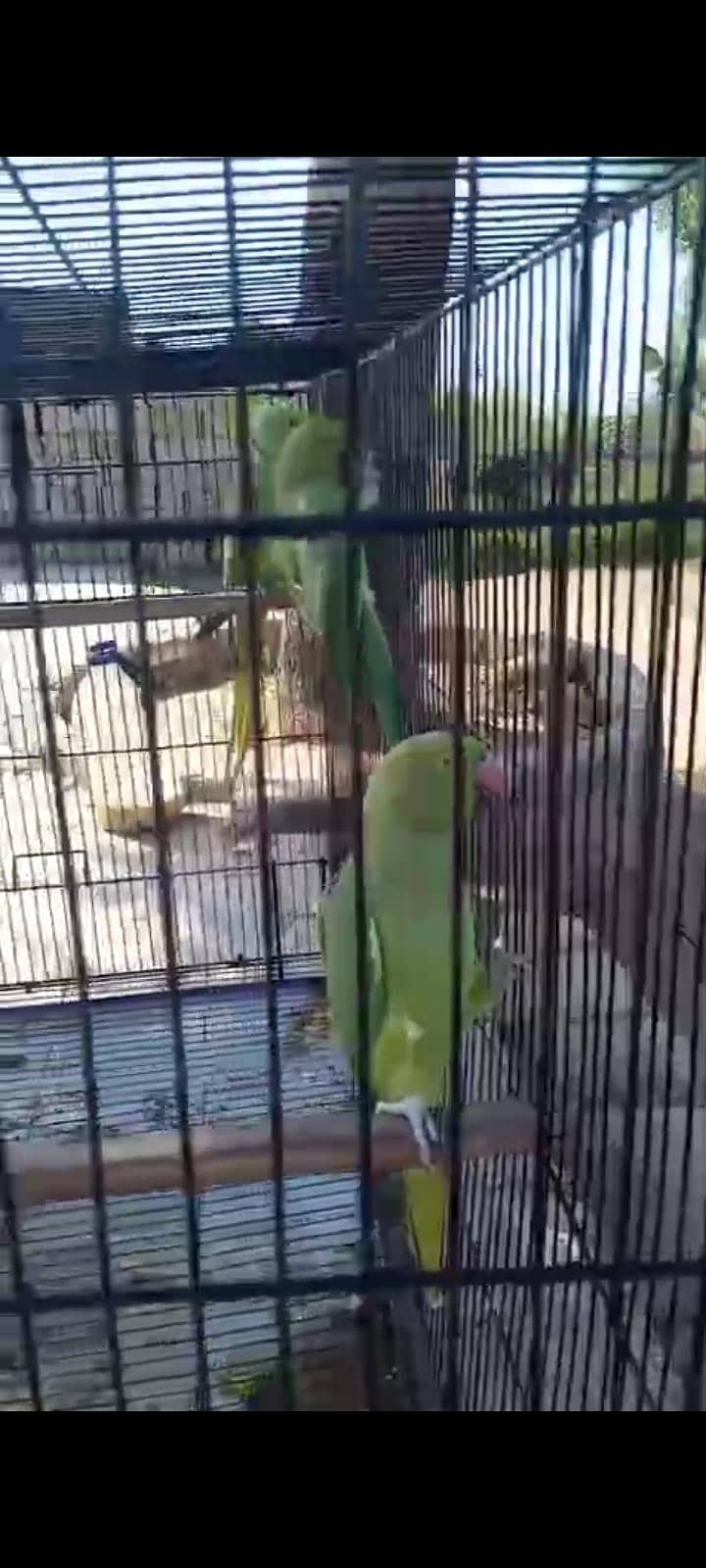 Breeding Pair 0