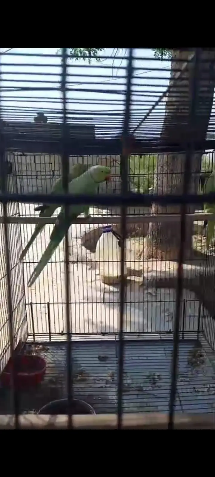 Breeding Pair — photo 2
