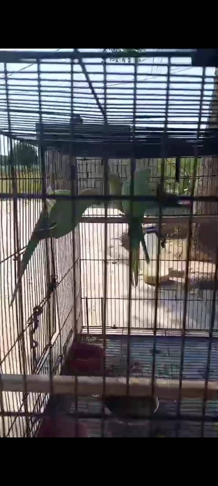 Breeding Pair 2