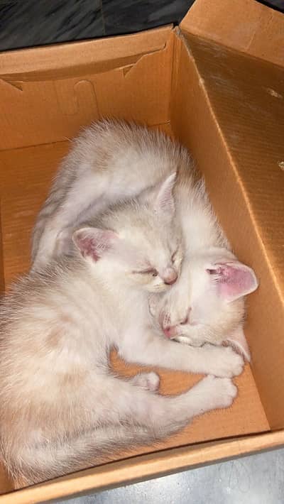 Persian cat