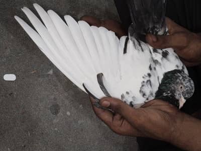 Pigeon