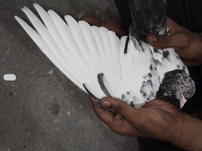 Pigeon 0