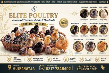 Fancy Chicks Ayam Cemani, Shamo, Burmi, Dragon, Bantam, Brahma, Amerau