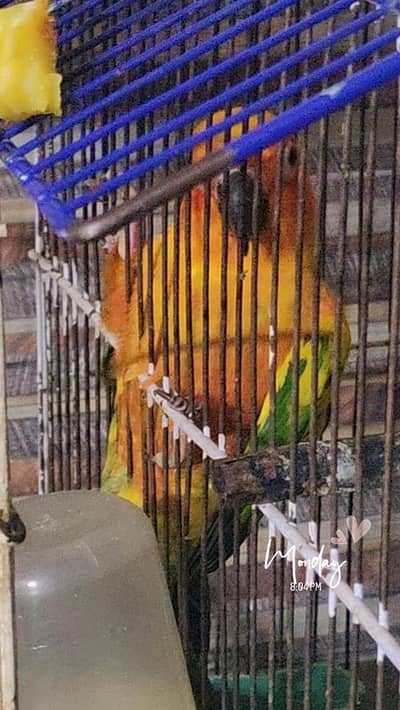 Handtamed Sunconure