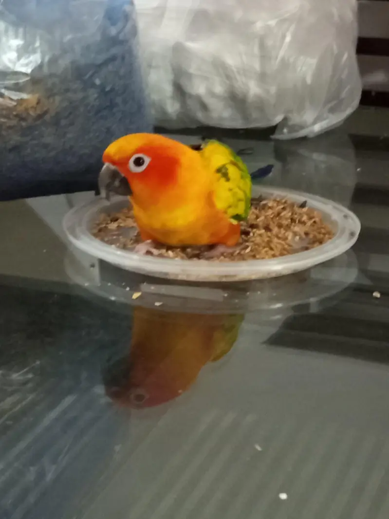 Handtamed Sunconure — photo 2