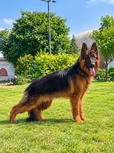 German Shepherd long curted mile 8 month