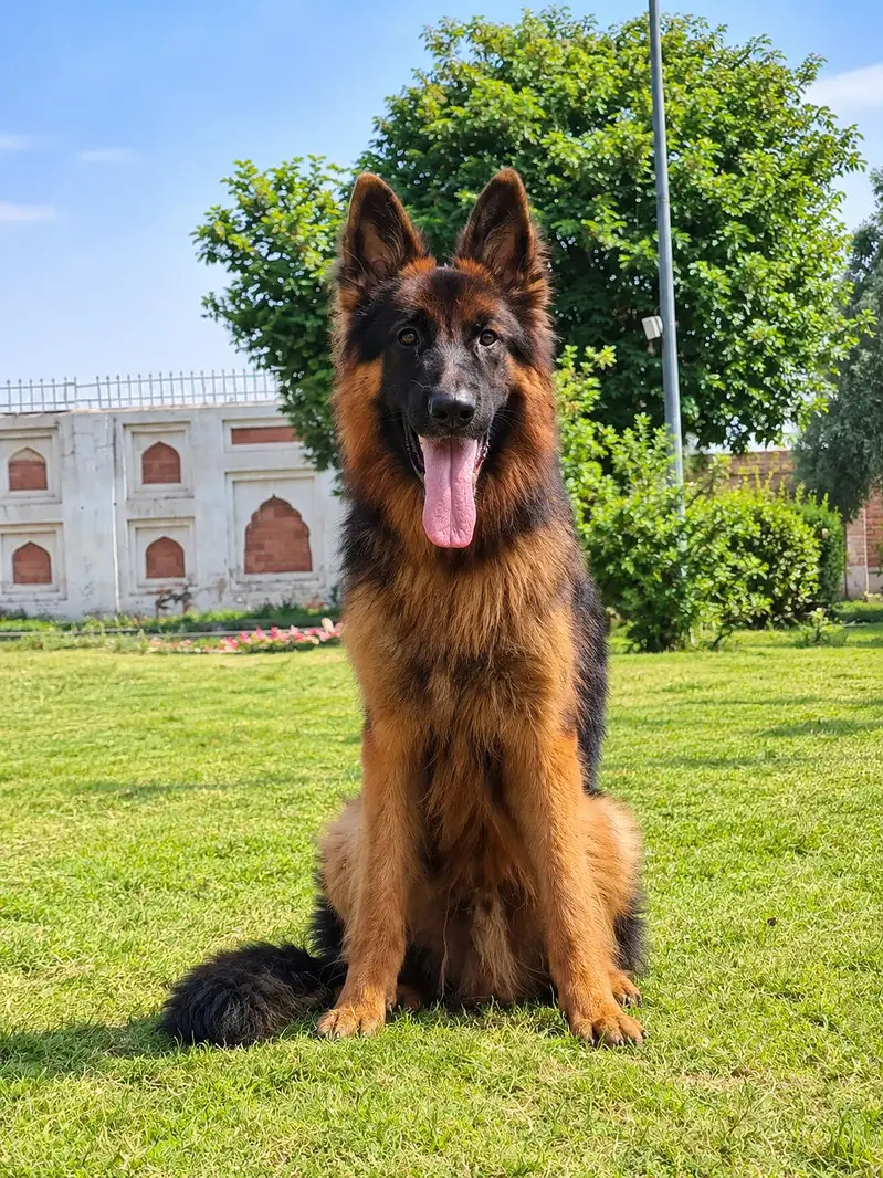 German Shepherd long curted mile 8 month — photo 2