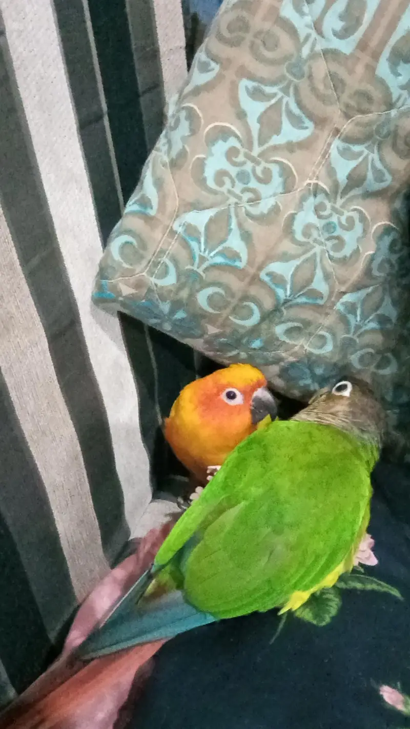 Handtamed Sunconure — photo 3