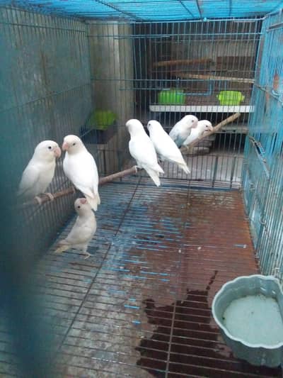 love bird albino black eye 4 pair with 2 big cages