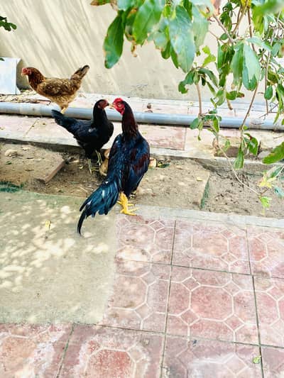 Aseel Lasani amroha mix breed beautiful patha