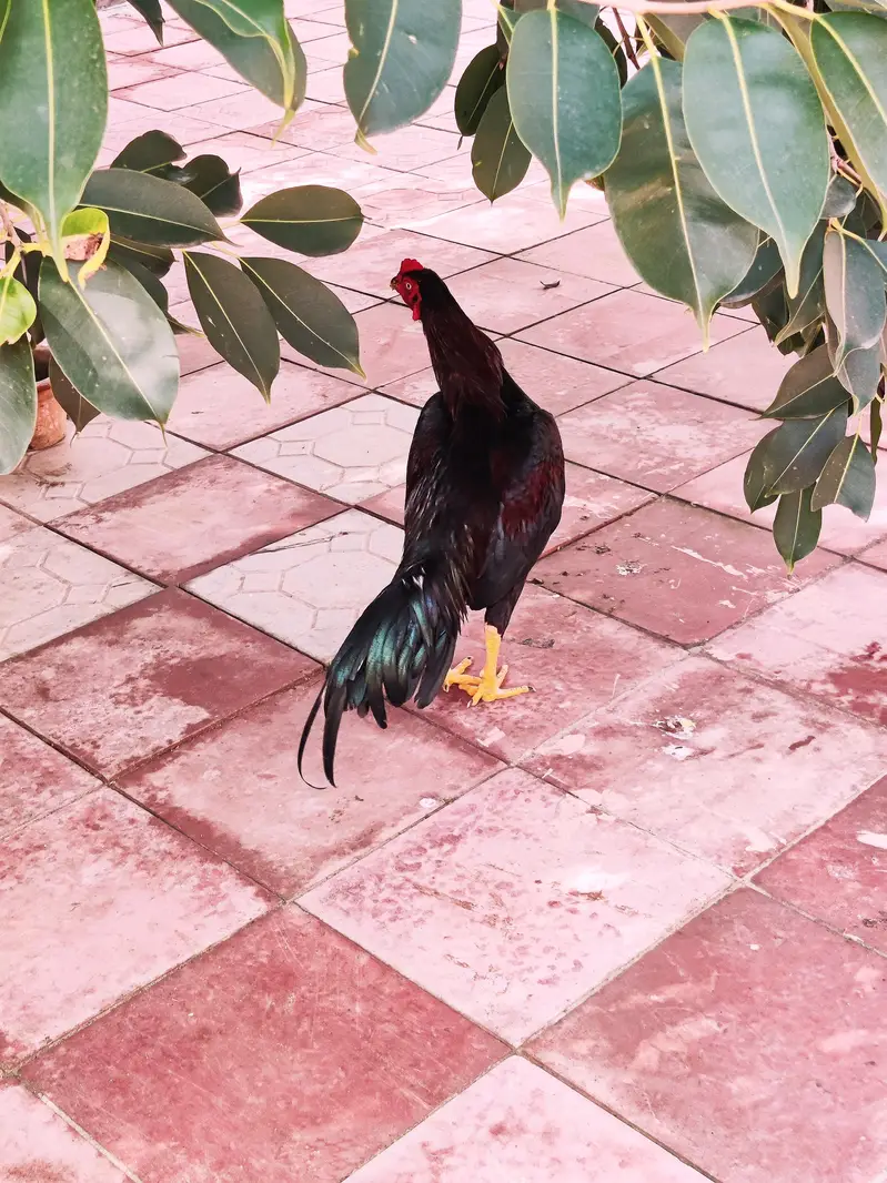 Aseel Lasani amroha mix breed beautiful patha — photo 2