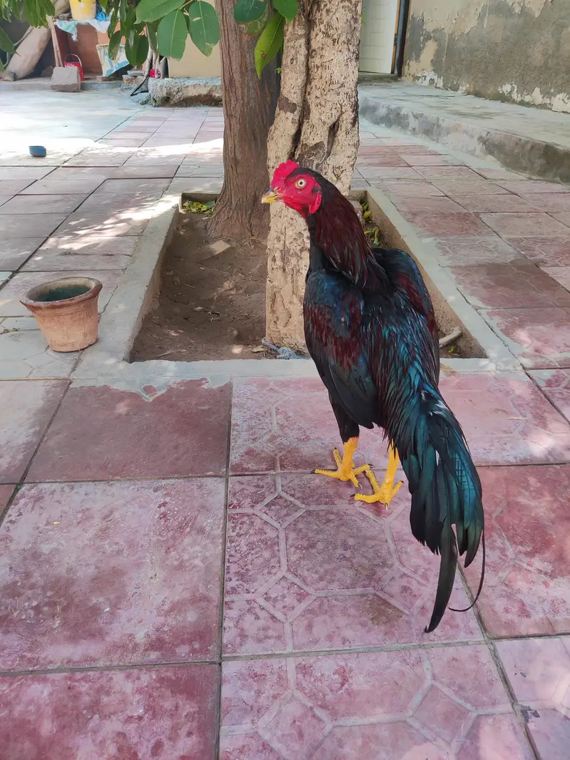 Aseel Lasani amroha mix breed beautiful patha — photo 4