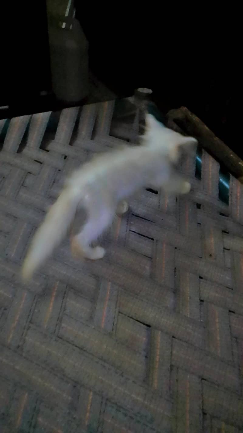 pirsiancat 1
