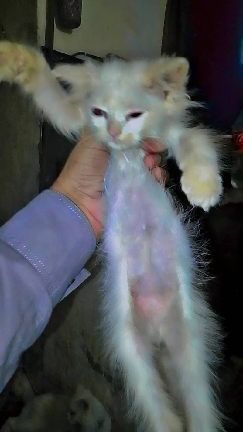 pirsiancat 2