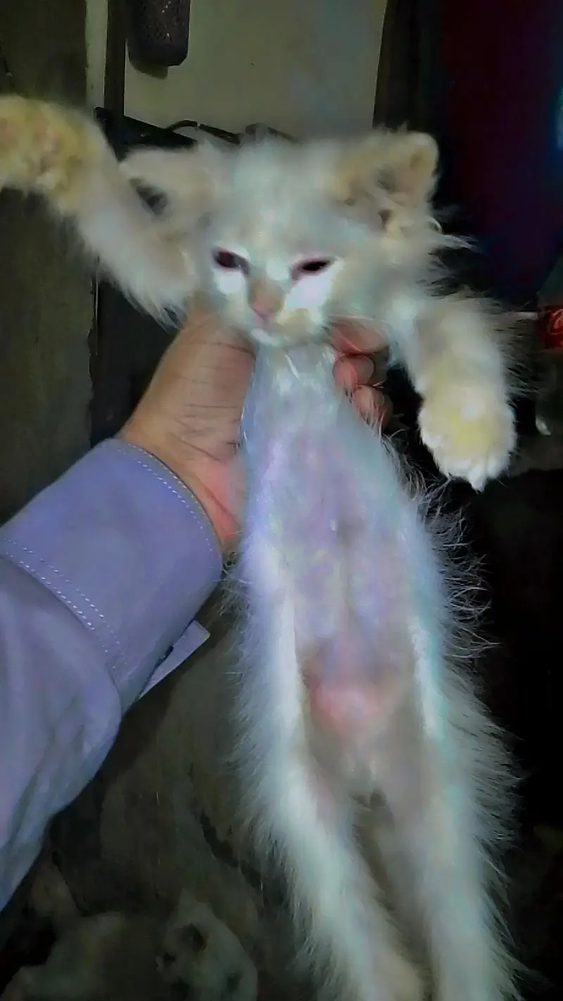 pirsiancat — photo 3