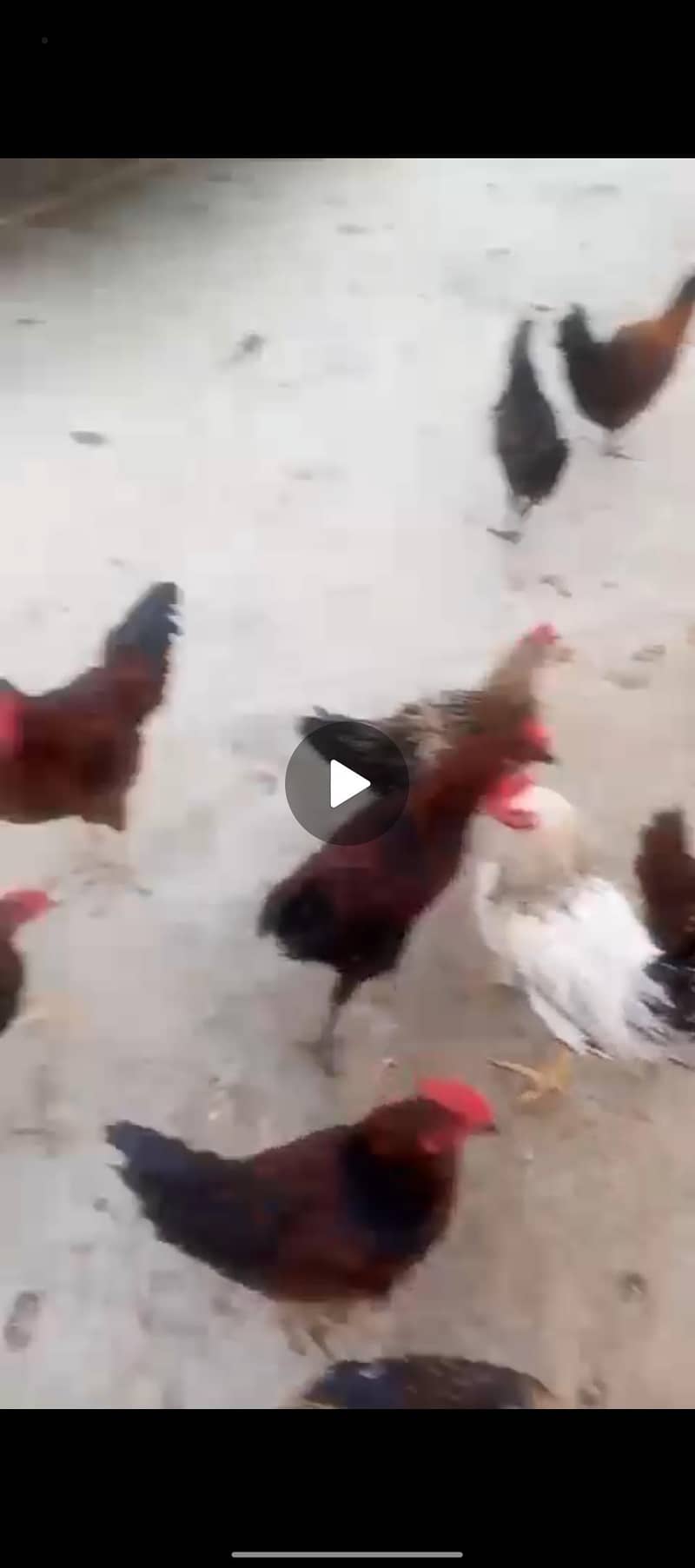 HEALTHY CHICKS 0