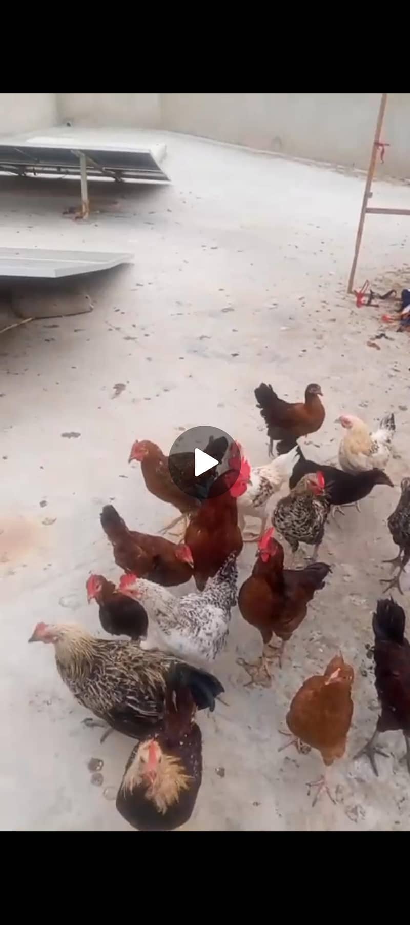 HEALTHY CHICKS 1