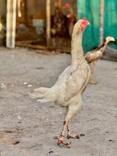 white shamo