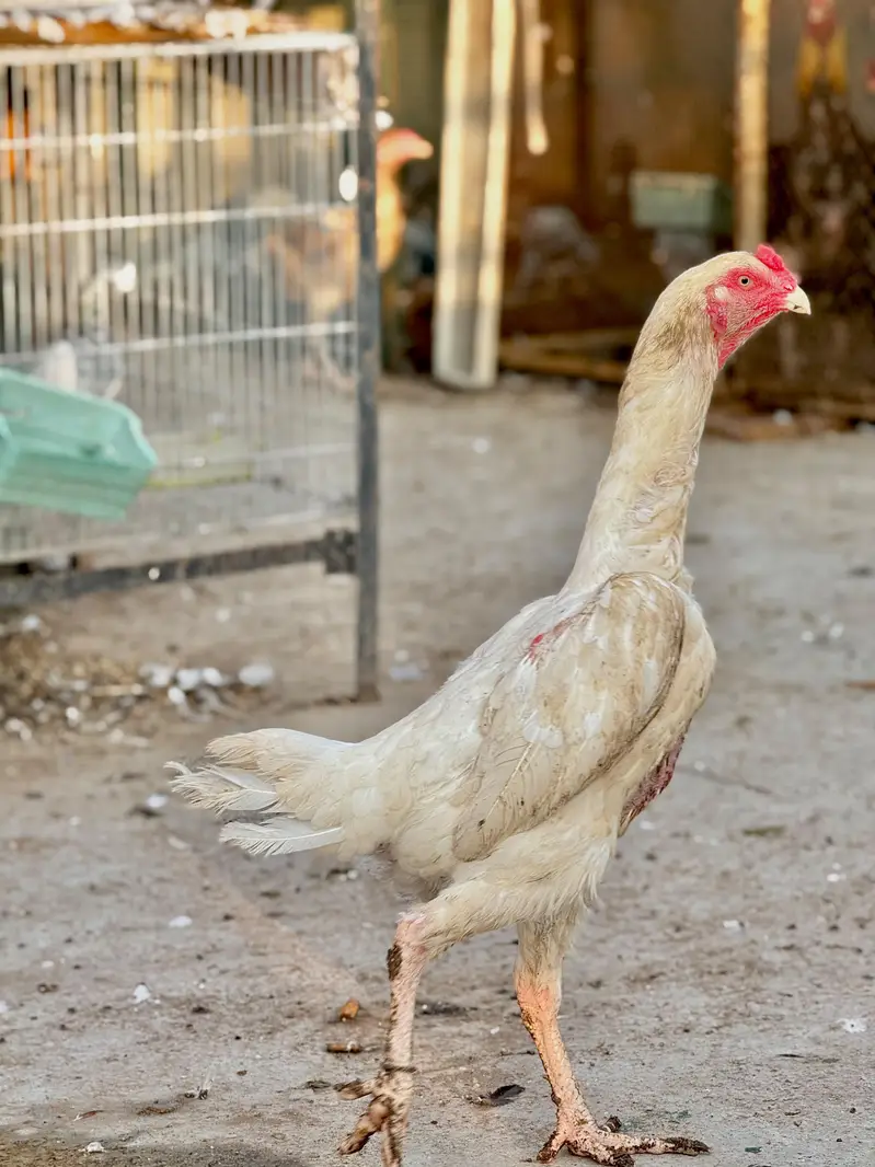 white shamo — photo 2
