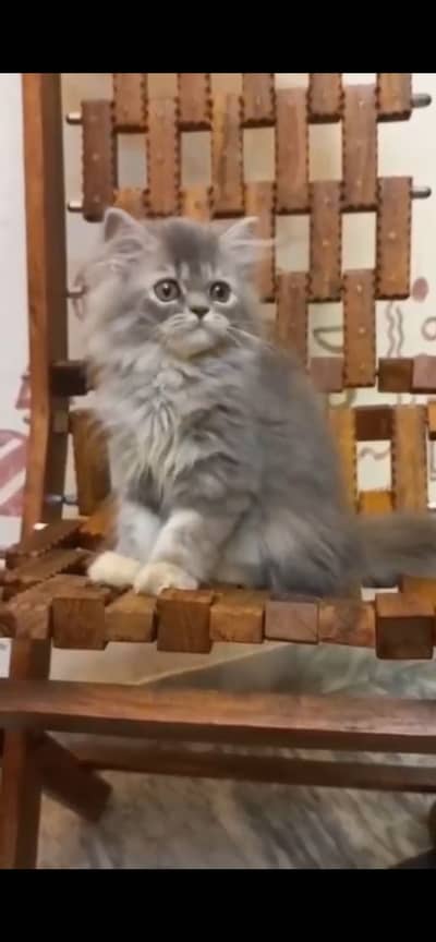 3 months persian kitten