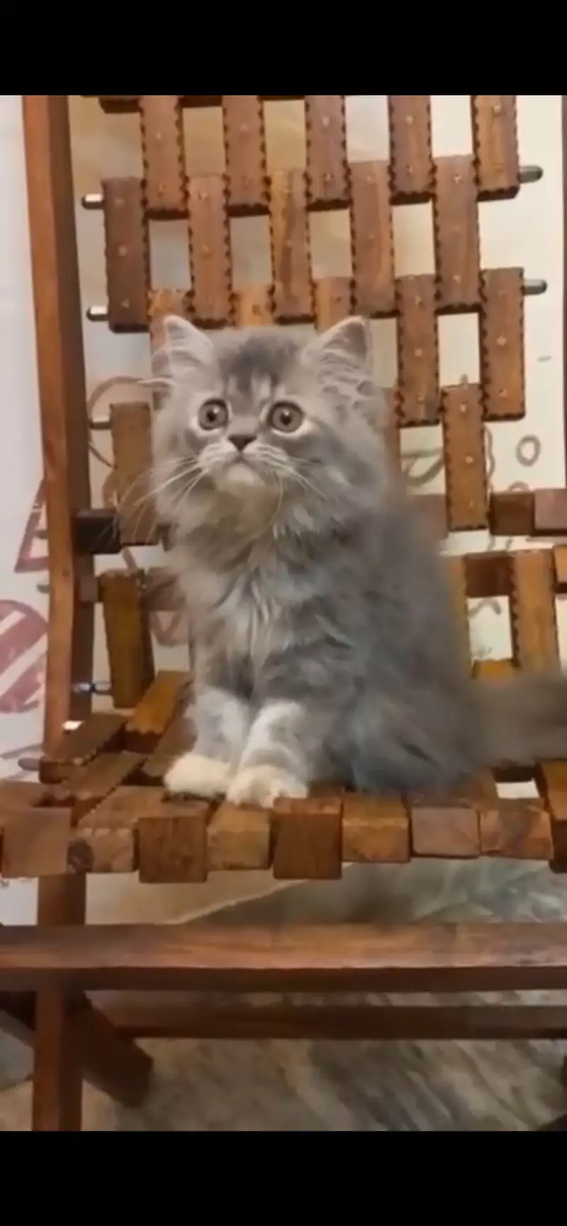 3 months persian kitten — photo 3