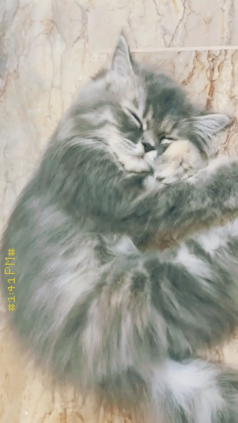 3 months persian kitten — photo 4