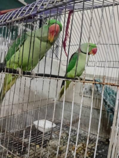 breeding pair for sale ik breed day choky hn