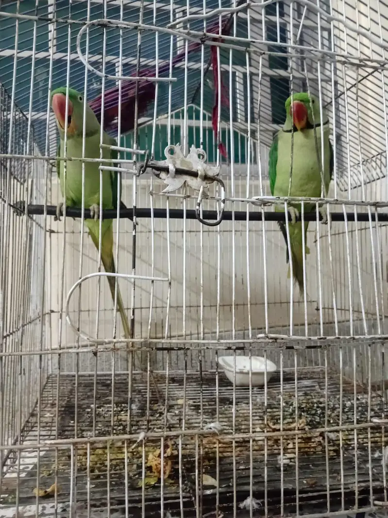 breeding pair for sale ik breed day choky hn — photo 2